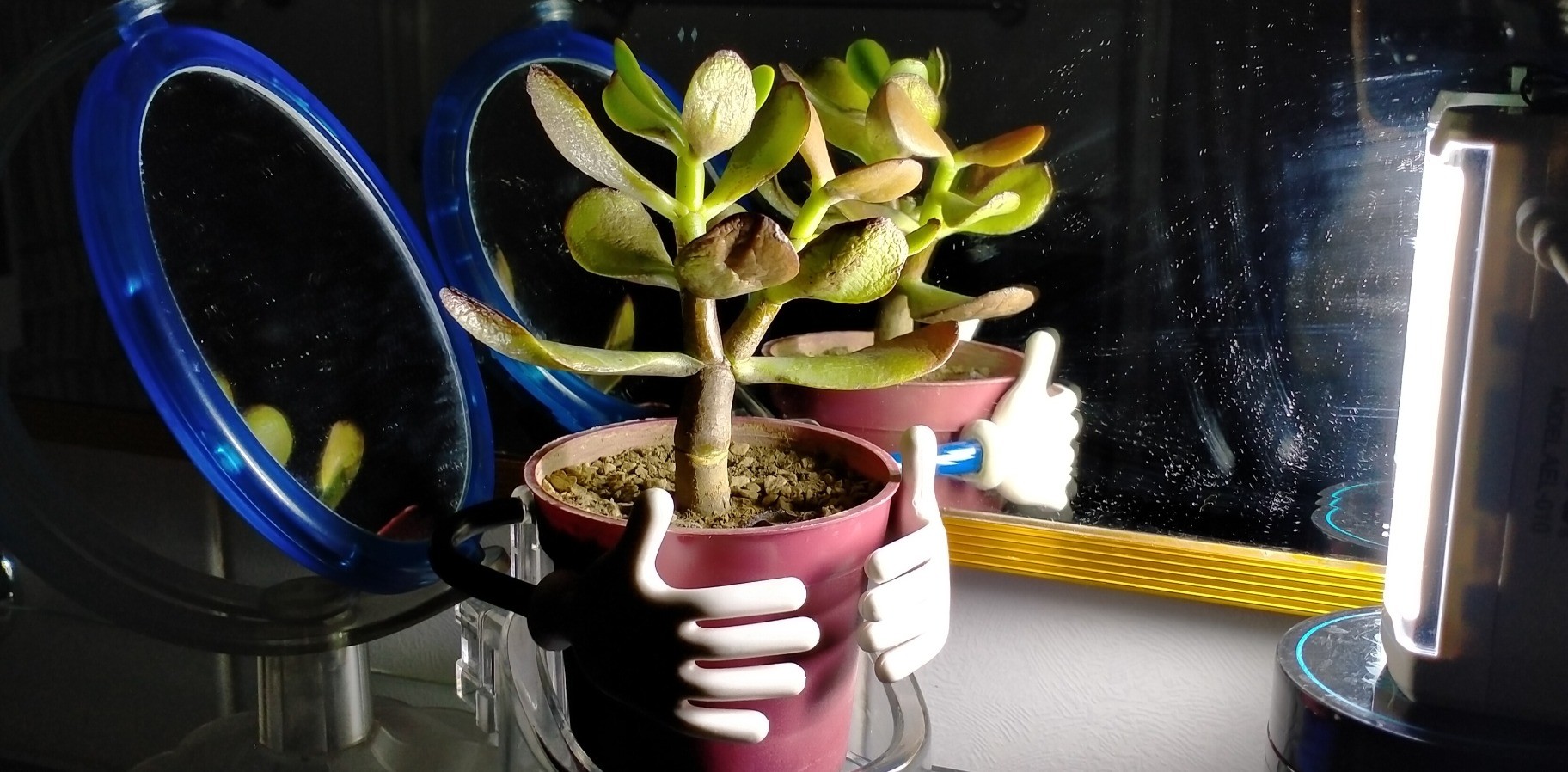 A little jade plant in a little pot with its leaves turning brown due to root rot, illuminated with a small LED light