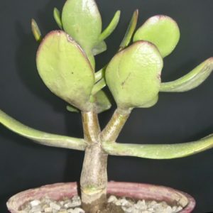 underside of a jade plant's leaves looking a little wrinkled